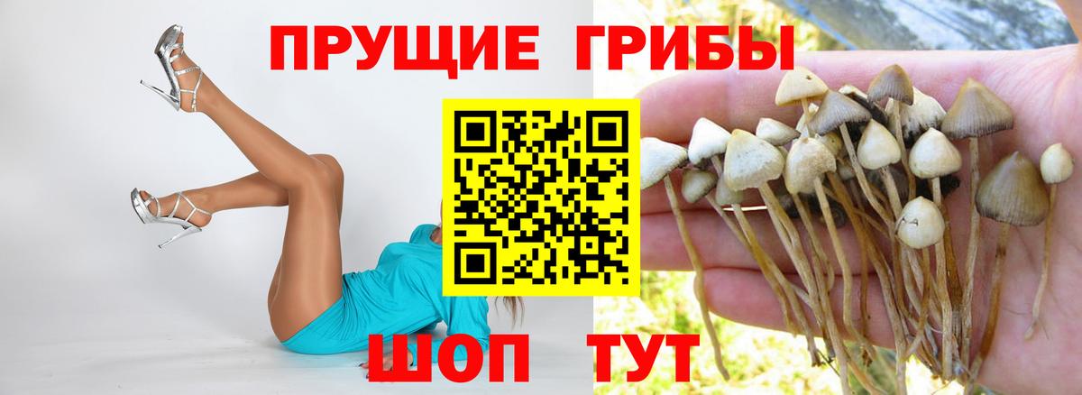 Псилоцибиновые грибы прущие грибы Мыски